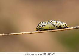 Attēlu rezultāti vaicājumam “Aporia crataegi pupa”