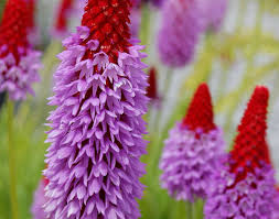 Attēlu rezultāti vaicājumam “Primula veris var. rubra flower”