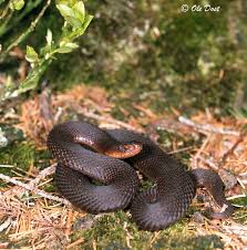 Attēlu rezultāti vaicājumam “Vipera berus adult”