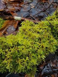 Attēlu rezultāti vaicājumam “Eurhynchium angustirete sporophyte”