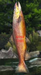 Image result for Salmo dentex