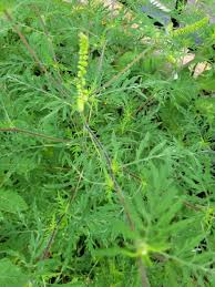 Attēlu rezultāti vaicājumam “Ambrosia artemisiifolia”