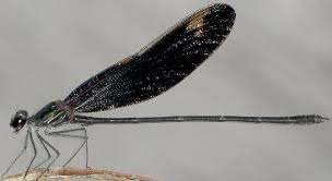 Attēlu rezultāti vaicājumam “Eupithecia icterata female”