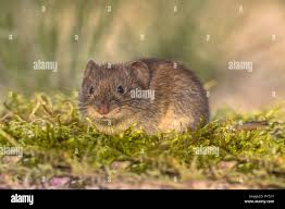 Attēlu rezultāti vaicājumam “Myodes glareolus”