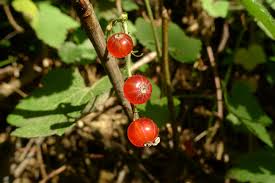 Attēlu rezultāti vaicājumam “Ribes rubrum fruit”