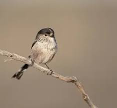 Attēlu rezultāti vaicājumam “Aegithalos caudatus”