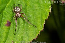 Attēlu rezultāti vaicājumam “Larinioides cornutus”
