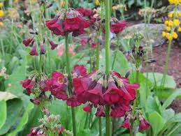 Attēlu rezultāti vaicājumam “Primula veris var. rubra flower”