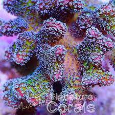 Attēlu rezultāti vaicājumam “Cordyceps stylophora”