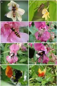 Attēlu rezultāti vaicājumam “Impatiens parviflora flower”