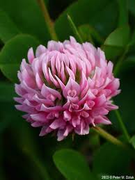 Attēlu rezultāti vaicājumam “Trifolium hybridum”