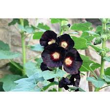 Image result for Alcea rosea nigra