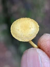 Attēlu rezultāti vaicājumam “Ophiotheca chrysosperma macro”