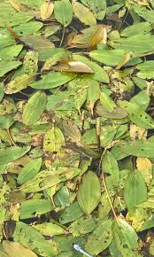 Attēlu rezultāti vaicājumam “Potamogeton compressus leaf”