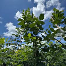 Attēlu rezultāti vaicājumam “Fraxinus pennsylvanica”