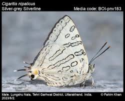 Attēlu rezultāti vaicājumam “Theclinae”