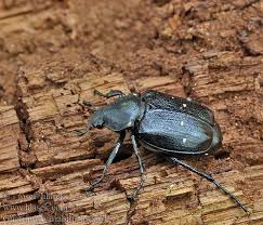 Attēlu rezultāti vaicājumam “Gnorimus variabilis”