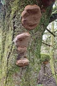 Attēlu rezultāti vaicājumam “Phellinus robustus”