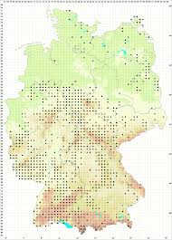 Attēlu rezultāti vaicājumam “Campylophyllum sommerfeltii”