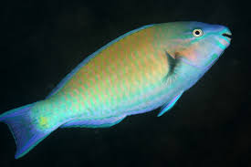 Image result for Scarus psittacus