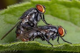 Attēlu rezultāti vaicājumam “Sarcophagidae”