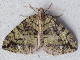 Attēlu rezultāti vaicājumam “Hydriomena furcata”