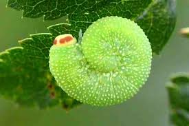 Attēlu rezultāti vaicājumam “Trichiosoma larva”