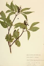 Attēlu rezultāti vaicājumam “Adoxaceae”