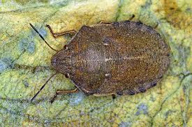 Attēlu rezultāti vaicājumam “Eurygaster testudinaria imago”