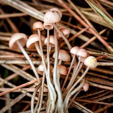 Attēlu rezultāti vaicājumam “Mycena rosella”