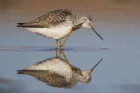 Attēlu rezultāti vaicājumam “Tringa stagnatilis adult”