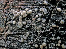 Attēlu rezultāti vaicājumam “Physarum sulphureum macro”