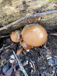 Attēlu rezultāti vaicājumam “Psathyrella sp.”