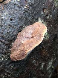 Attēlu rezultāti vaicājumam “Leptoporus mollis”