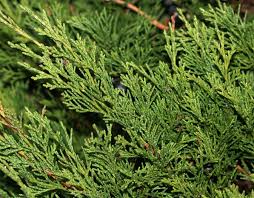 Attēlu rezultāti vaicājumam “Juniperus sabina”