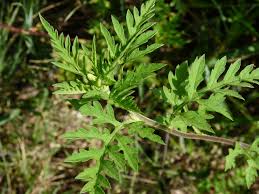 Attēlu rezultāti vaicājumam “Ambrosia artemisiifolia fruit”
