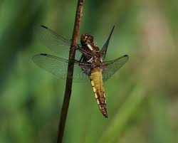 Attēlu rezultāti vaicājumam “Libellula depressa female”