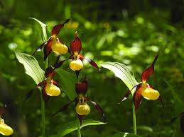 Attēlu rezultāti vaicājumam “Cypripedium calceolus flower”