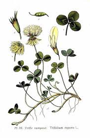 Attēlu rezultāti vaicājumam “Trifolium alpestre leaf”