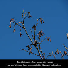 Attēlu rezultāti vaicājumam “Alnus incana female flower”