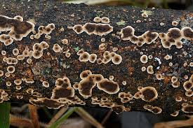 Attēlu rezultāti vaicājumam “Hymenochaete tabacina”