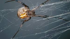 Attēlu rezultāti vaicājumam “Steatoda grossa”