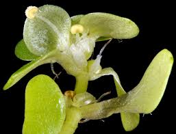 Attēlu rezultāti vaicājumam “Callitriche verna flower”