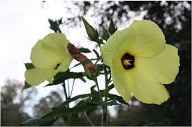 Image result for Abelmoschus moschatus