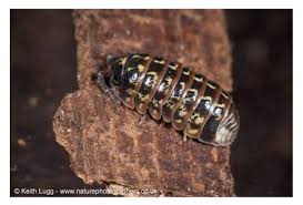 Attēlu rezultāti vaicājumam “Armadillidium pulchellum”