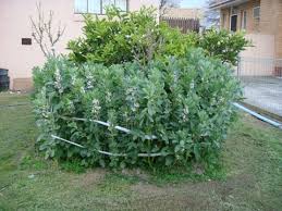 Attēlu rezultāti vaicājumam “Vicia faba”