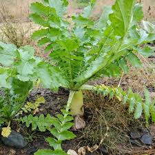 Image result for Raphanus sativus ssp. Oleiformes