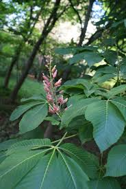 Attēlu rezultāti vaicājumam “Aesculus flava flower”