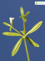 Attēlu rezultāti vaicājumam “Galium trifidum”