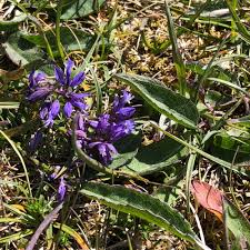 Attēlu rezultāti vaicājumam “Polygala vulgaris”
